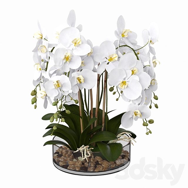 Phalaenopsis orchid 3dsMax Model - thumbnail 1