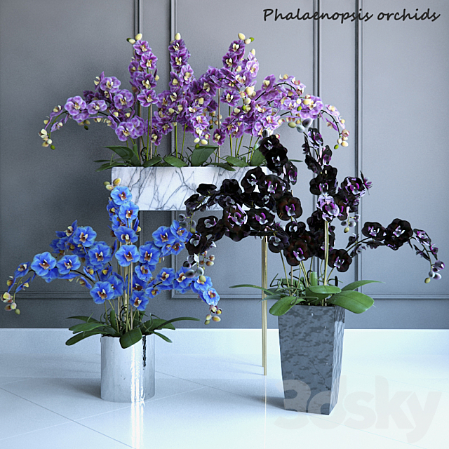 Phalaenopsis Orchids Set – 2 3DSMax File - thumbnail 1