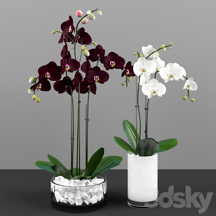 Phalaenopsis orchids set 3DS Max - thumbnail 2