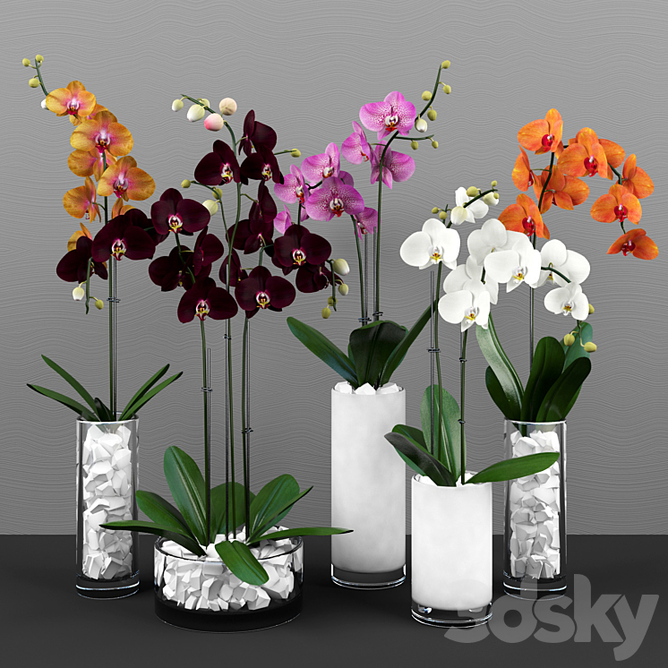 Phalaenopsis orchids set 3DS Max - thumbnail 1