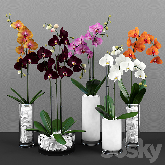 Phalaenopsis orchids set 3DSMax File - thumbnail 1