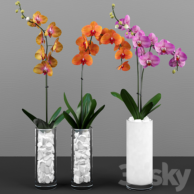 Phalaenopsis orchids set 3DSMax File - thumbnail 3