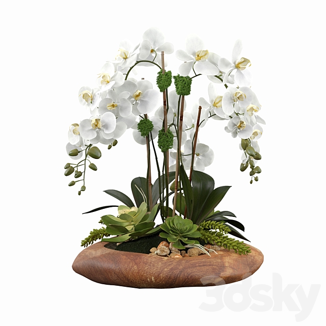 Phalaenopsis Silk Orchids 3DSMax File - thumbnail 1