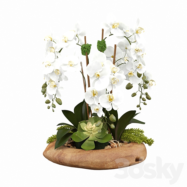 Phalaenopsis Silk Orchids 3DSMax File - thumbnail 2