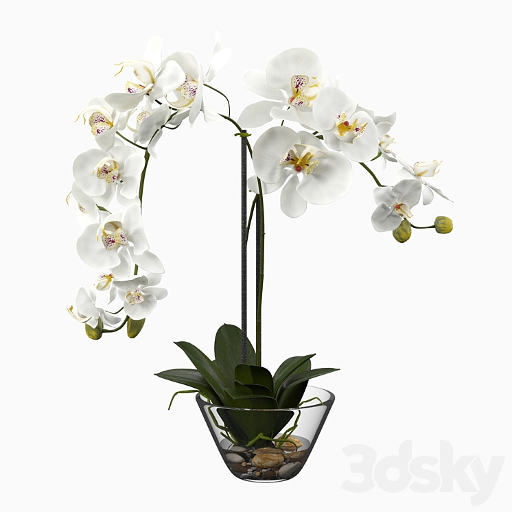Phalaenopsis Silk White Orchid in Glass Vase 3DS Max - thumbnail 1