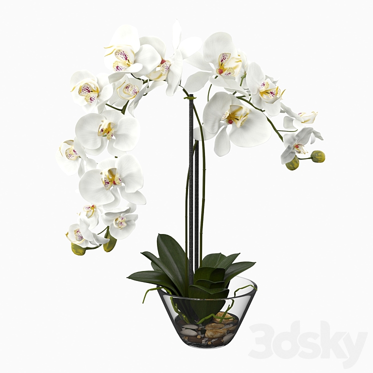 Phalaenopsis Silk White Orchid in Glass Vase 3DS Max - thumbnail 2