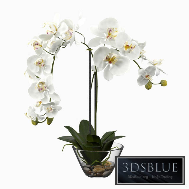 Phalaenopsis Silk White Orchid in Glass Vase 3DS Max - thumbnail 3