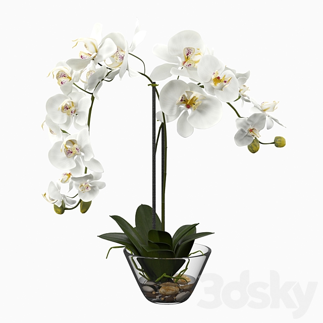 Phalaenopsis Silk White Orchid in Glass Vase 3DS Max Model - thumbnail 1