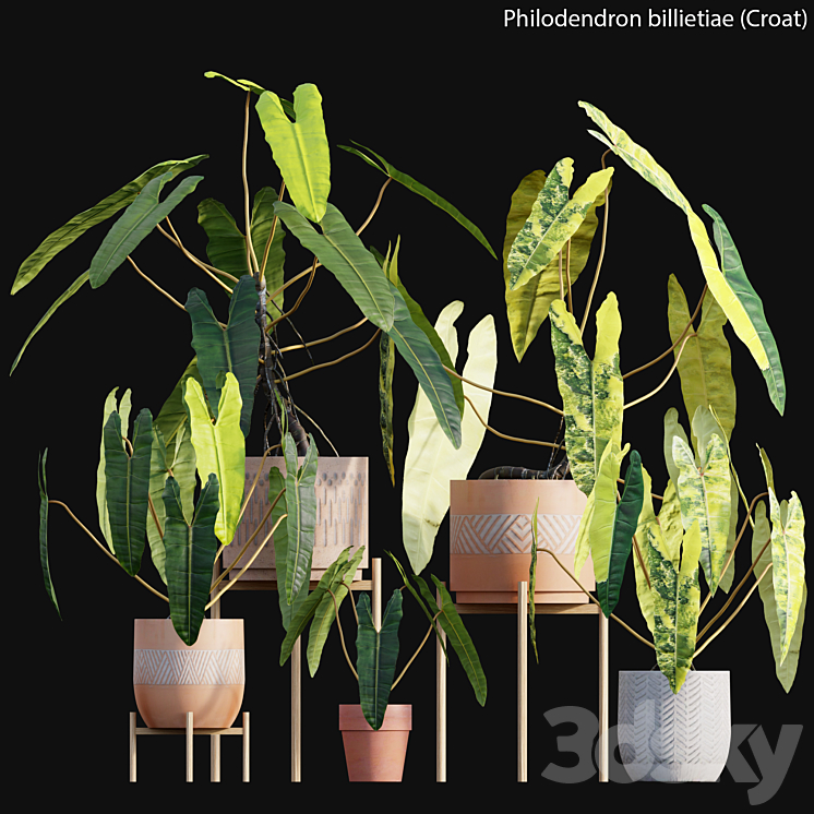 Philodendron billietiae – Croat 3DS Max Model - thumbnail 3