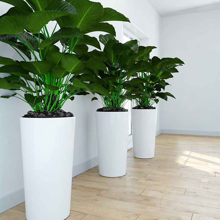 Philodendron \\ Congo 3DS Max - thumbnail 2