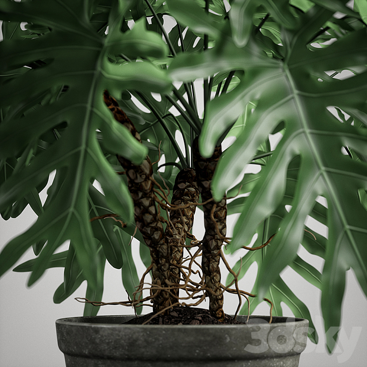 philodendron plant 3DS Max - thumbnail 2