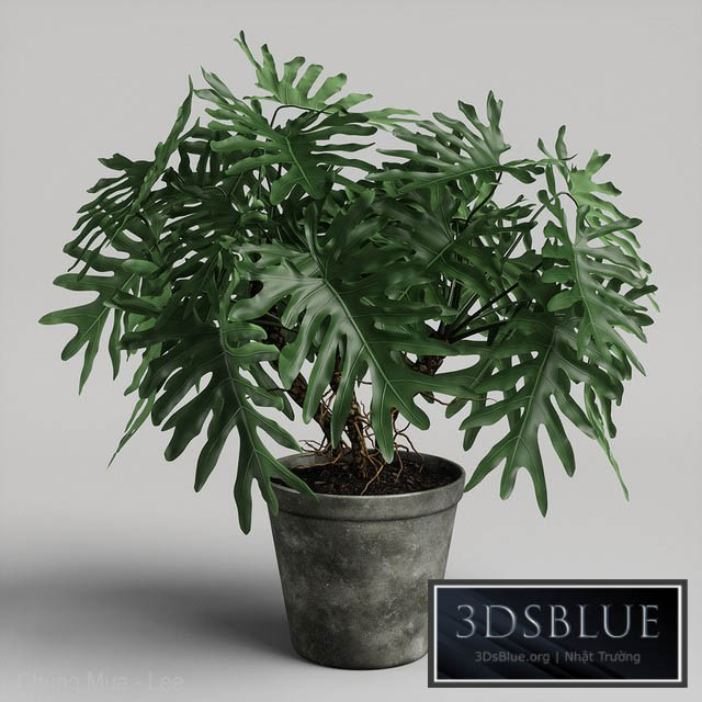 philodendron plant 3DS Max - thumbnail 3