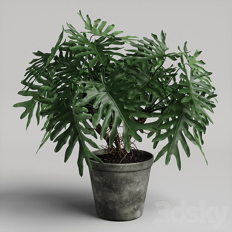 philodendron plant 3DS Max - thumbnail 1