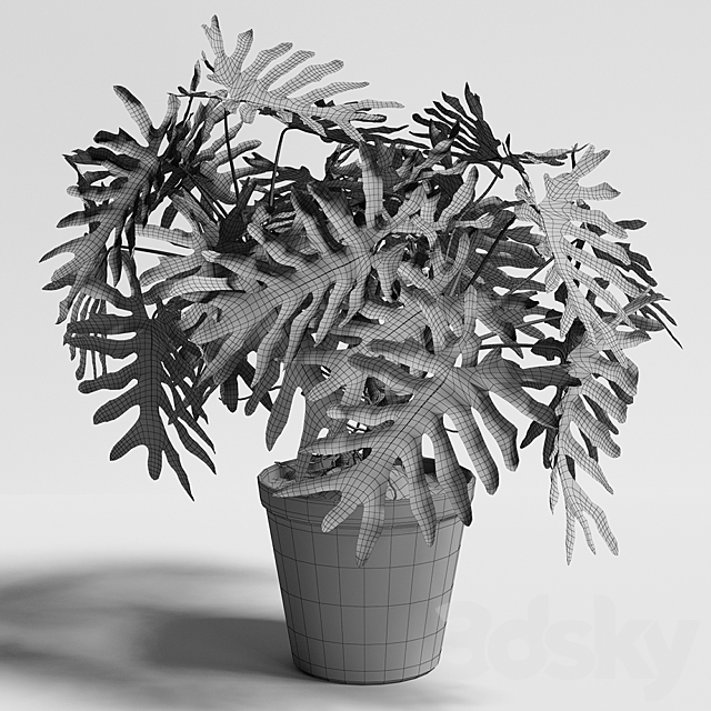 philodendron plant 3DSMax File - thumbnail 3