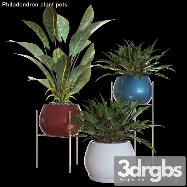 Philodendron plant pots - thumbnail 1