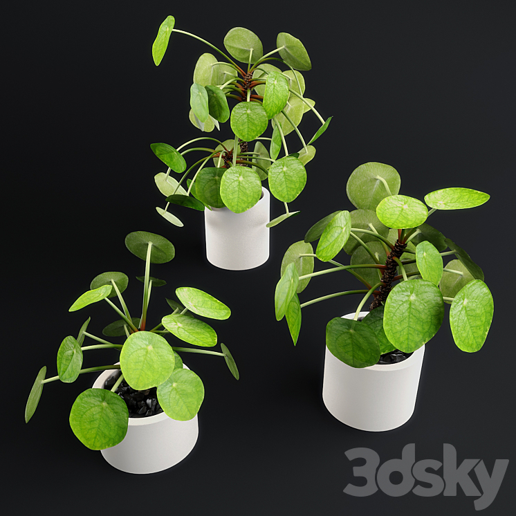 Pilea Peperomioides – Chinese money plant 3DS Max - thumbnail 1