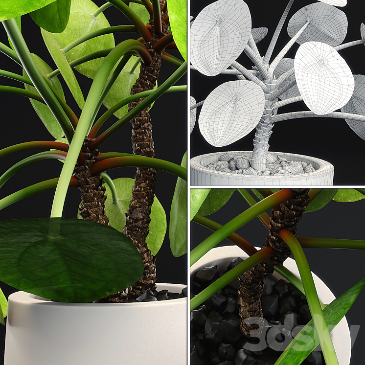 Pilea Peperomioides – Chinese money plant 3DS Max - thumbnail 2