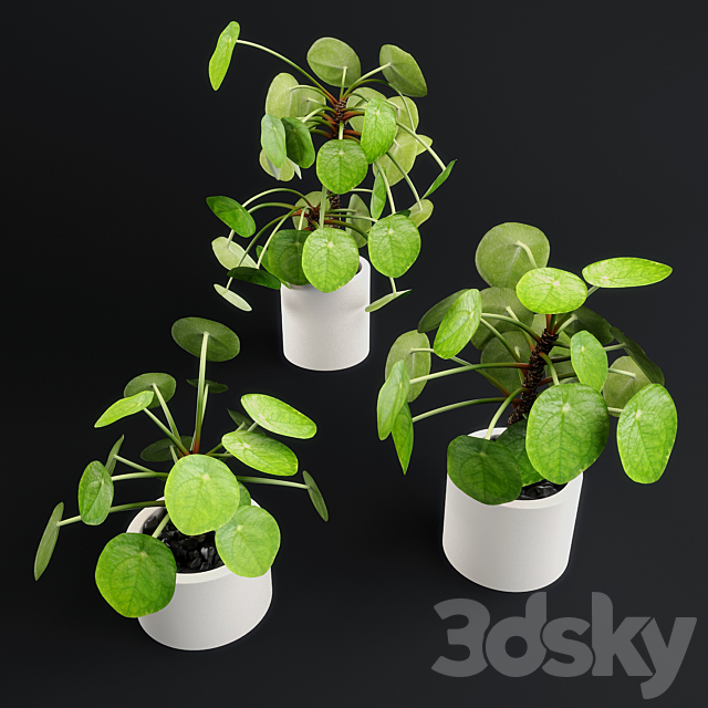 Pilea Peperomioides – Chinese money plant 3DSMax File - thumbnail 1