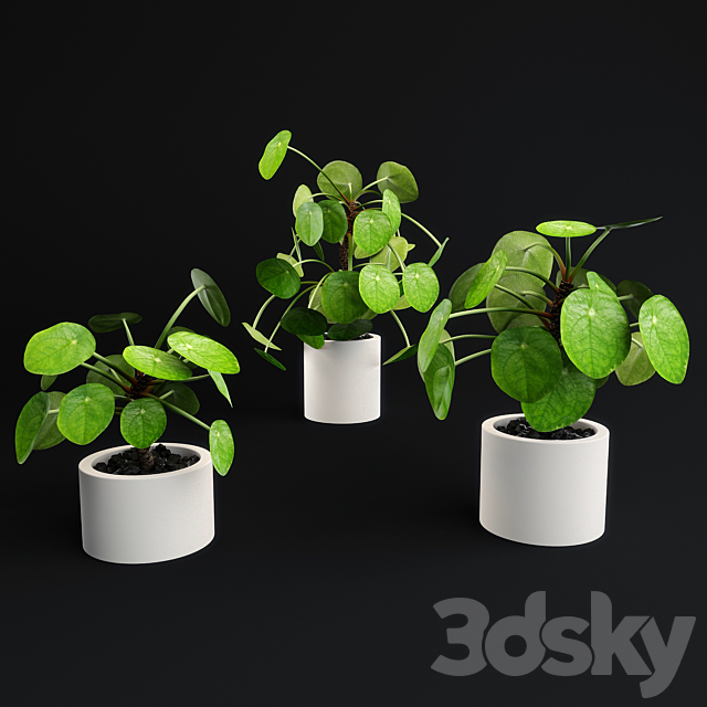 Pilea Peperomioides – Chinese money plant 3DSMax File - thumbnail 3