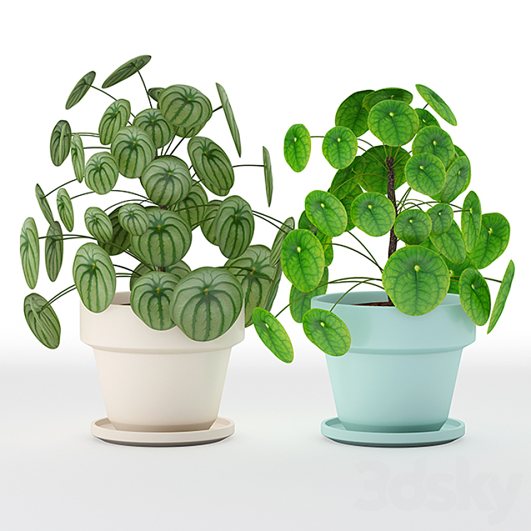 Pilea perperomioides 3DS Max - thumbnail 1