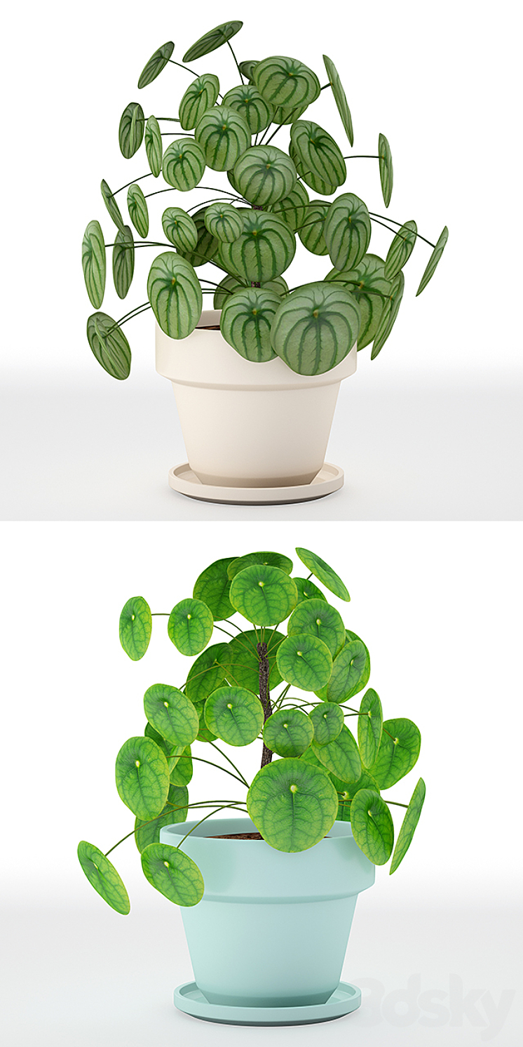 Pilea perperomioides 3DS Max - thumbnail 2