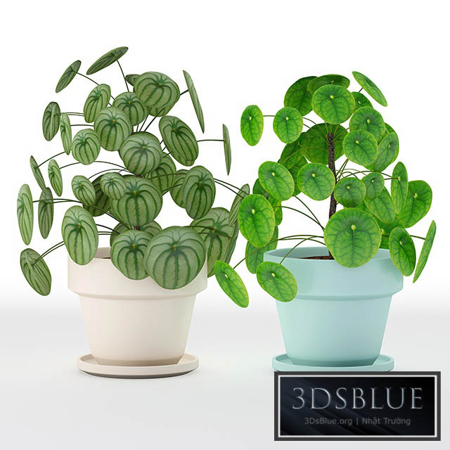 Pilea perperomioides 3DS Max - thumbnail 3