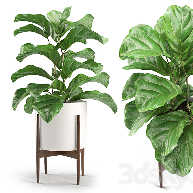 Plant 012 – Ficus Lyrata 3DSMax File - thumbnail 1