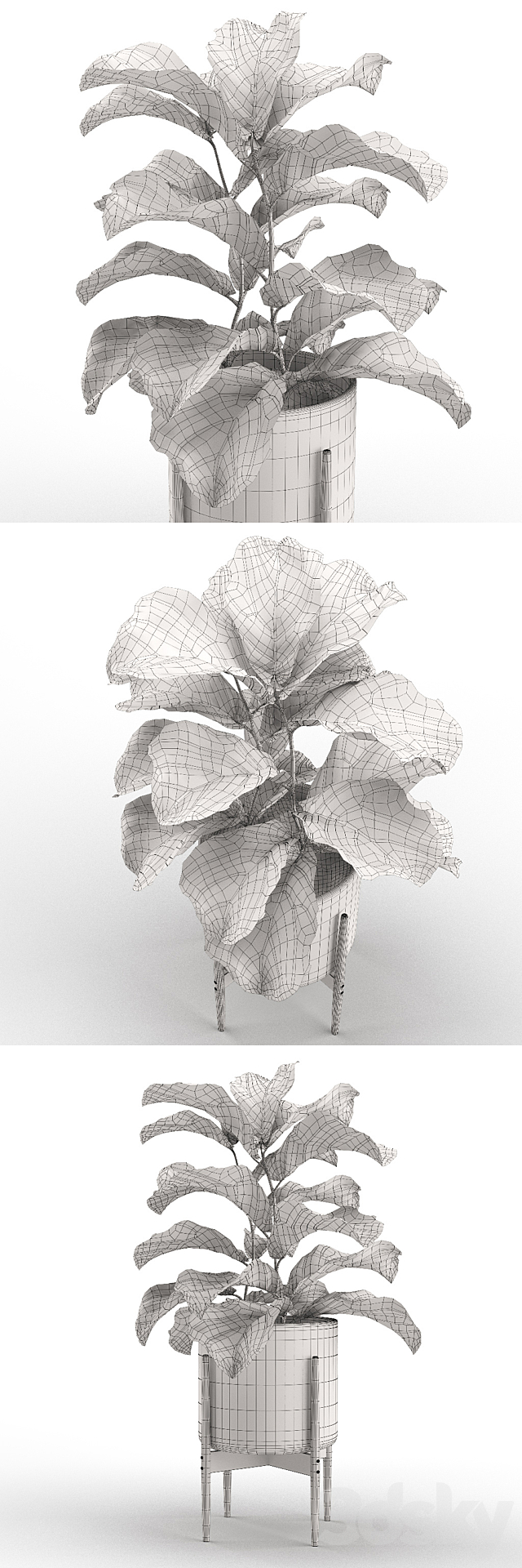 Plant 012 – Ficus Lyrata 3DSMax File - thumbnail 3