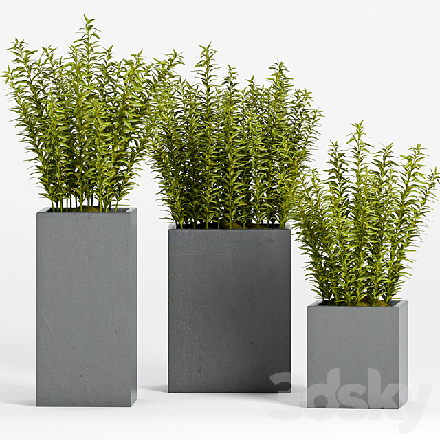 PLANT -15 3DSMax File - thumbnail 1