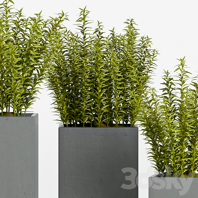 PLANT -15 3DSMax File - thumbnail 2