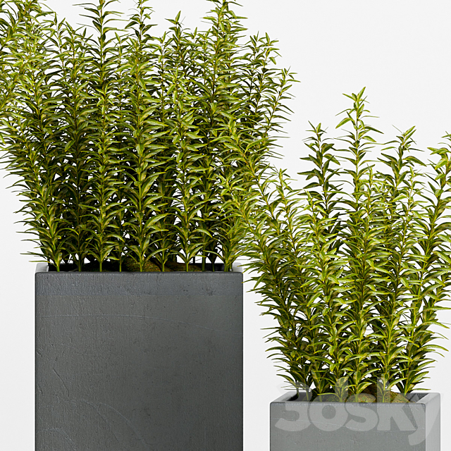 PLANT -15 3DSMax File - thumbnail 3