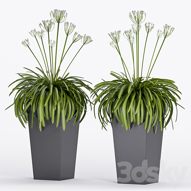 PLANT -16 3DSMax File - thumbnail 1