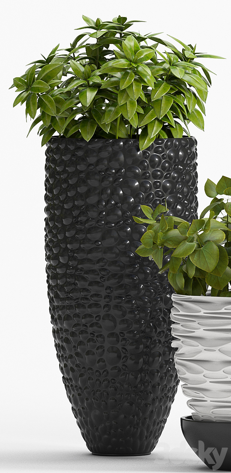 PLANT -20 3DS Max - thumbnail 2