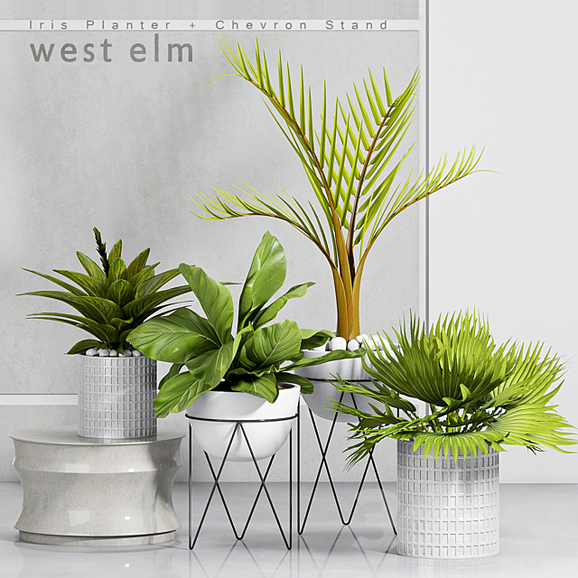 PLANT -30 3DSMax File - thumbnail 1