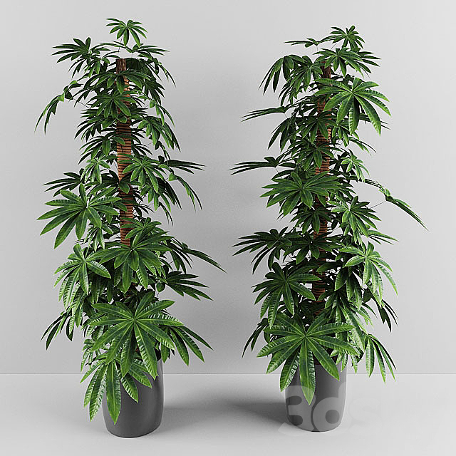 plant 3ds Max - thumbnail 1