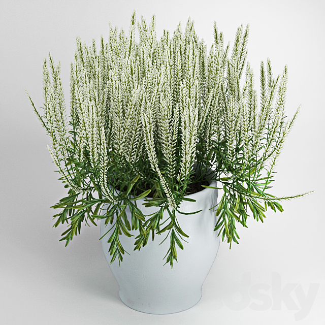 Plant 3DS Max Model - thumbnail 1