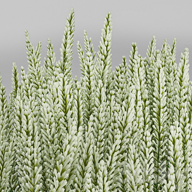 Plant 3DS Max Model - thumbnail 3