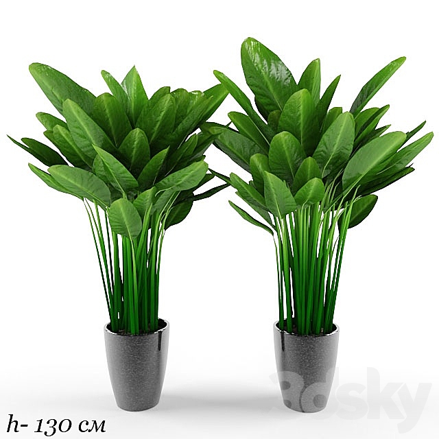 plant 3DSMax File - thumbnail 1