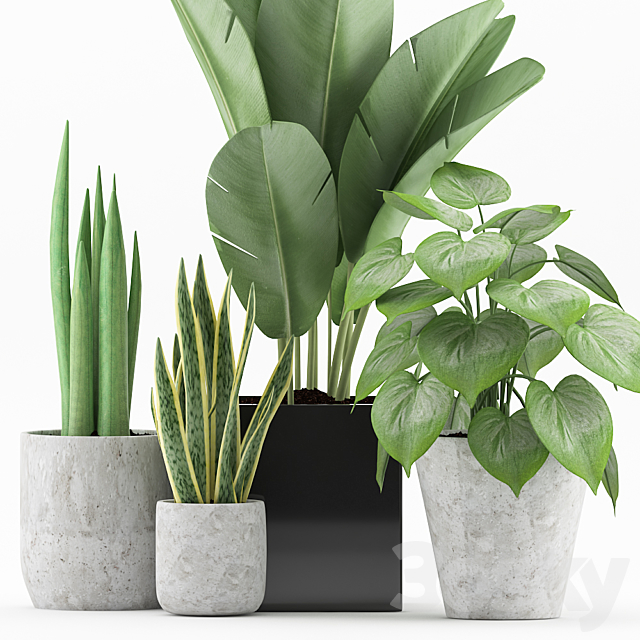 Plant 58 3DS Max Model - thumbnail 2