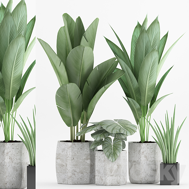 Plant 70 3DSMax File - thumbnail 1