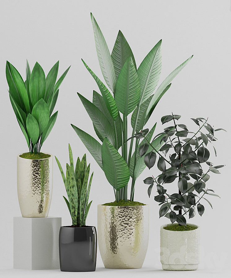 Plant 89 3DS Max - thumbnail 2