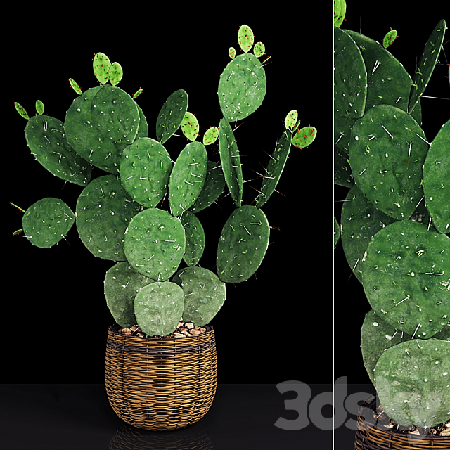 Plant 9 3DSMax File - thumbnail 1