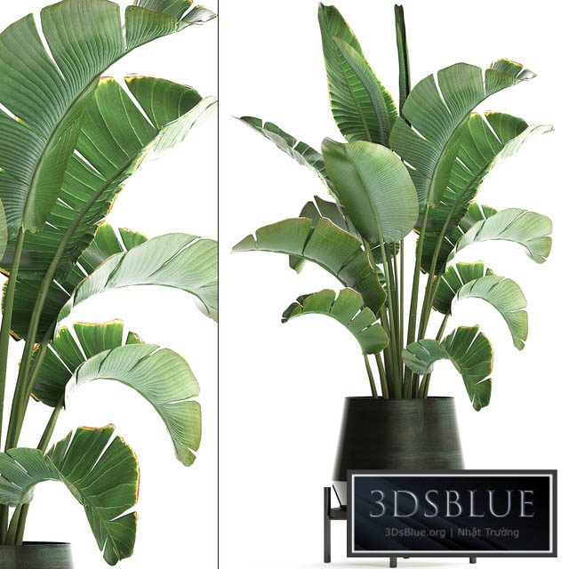 Plant banana palm 446. strelitzia pot flowerpot indoor banana strelitzia flower stand interior stylish luxury pot flowerpot decor office plant flower revanala bush 3DS Max - thumbnail 3