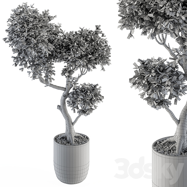 Plant Big Bonsai Indoor Plants 110 3DSMax File - thumbnail 2