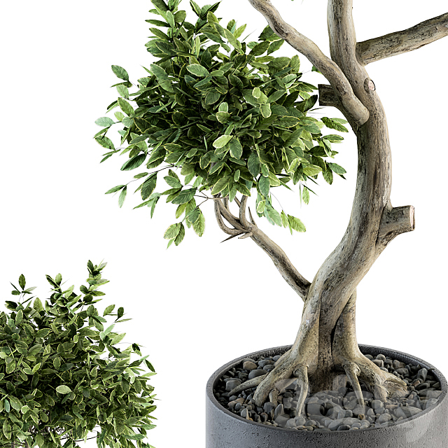 Plant Big Bonsai Indoor Plants 110 3DSMax File - thumbnail 3