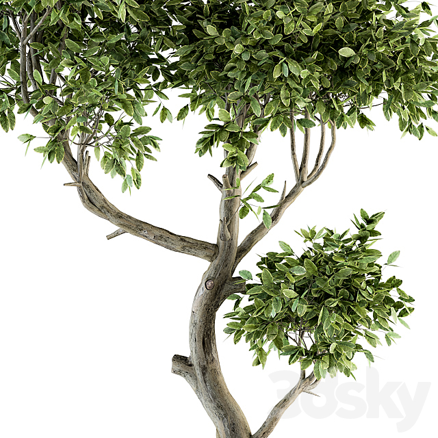 Plant Big Bonsai Indoor Plants 110 3DSMax File - thumbnail 4