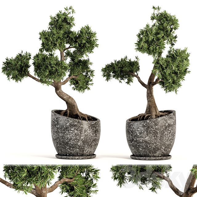 Plant bonsai-01 3DS Max Model - thumbnail 2