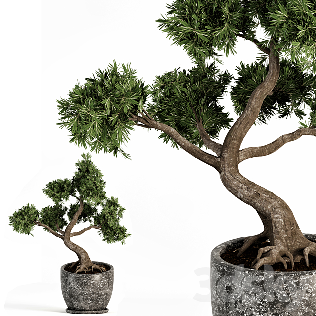 Plant bonsai-01 3DS Max Model - thumbnail 3