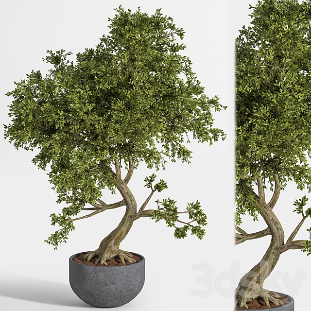 plant bonsai 01 3DS Max Model - thumbnail 2