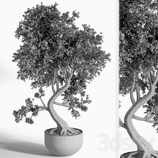 plant bonsai 01 3DS Max Model - thumbnail 3